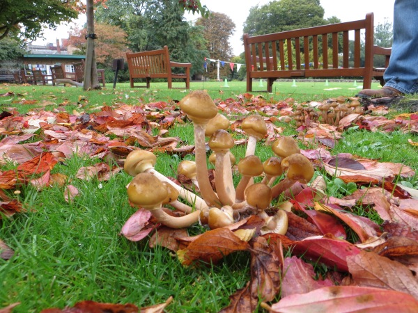 There were some seriously crazy shrooms sprouting up from the damp leaves.